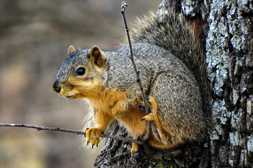 Feast or Famine - What's With These Squirrels? by milaniet