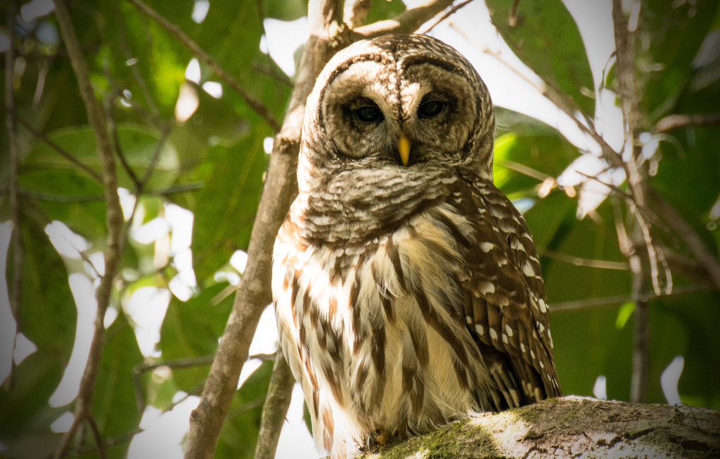 Not so Sleepy Owl! by rickster549