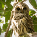 Not so Sleepy Owl! by rickster549