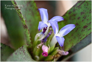 10th Mar 2016 - Purple Bromeliad flower