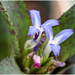 Purple Bromeliad flower by kerenmcsweeney