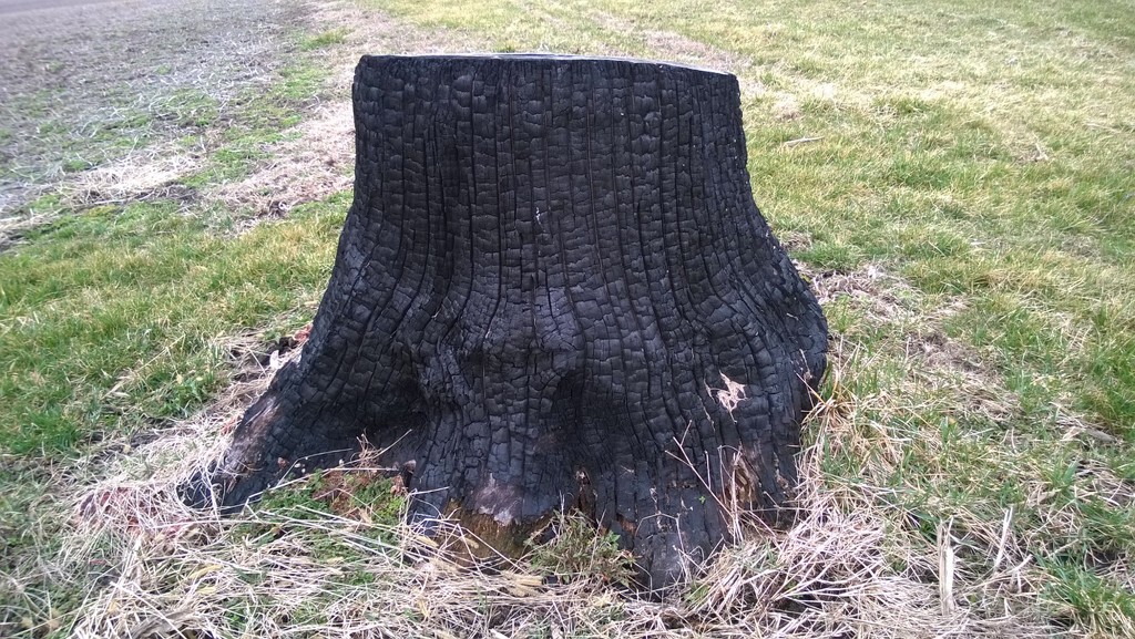 A Charred Stump by scoobylou