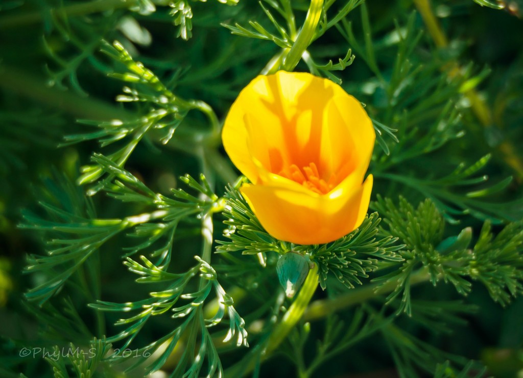 California Poppy Growing Wild by elatedpixie