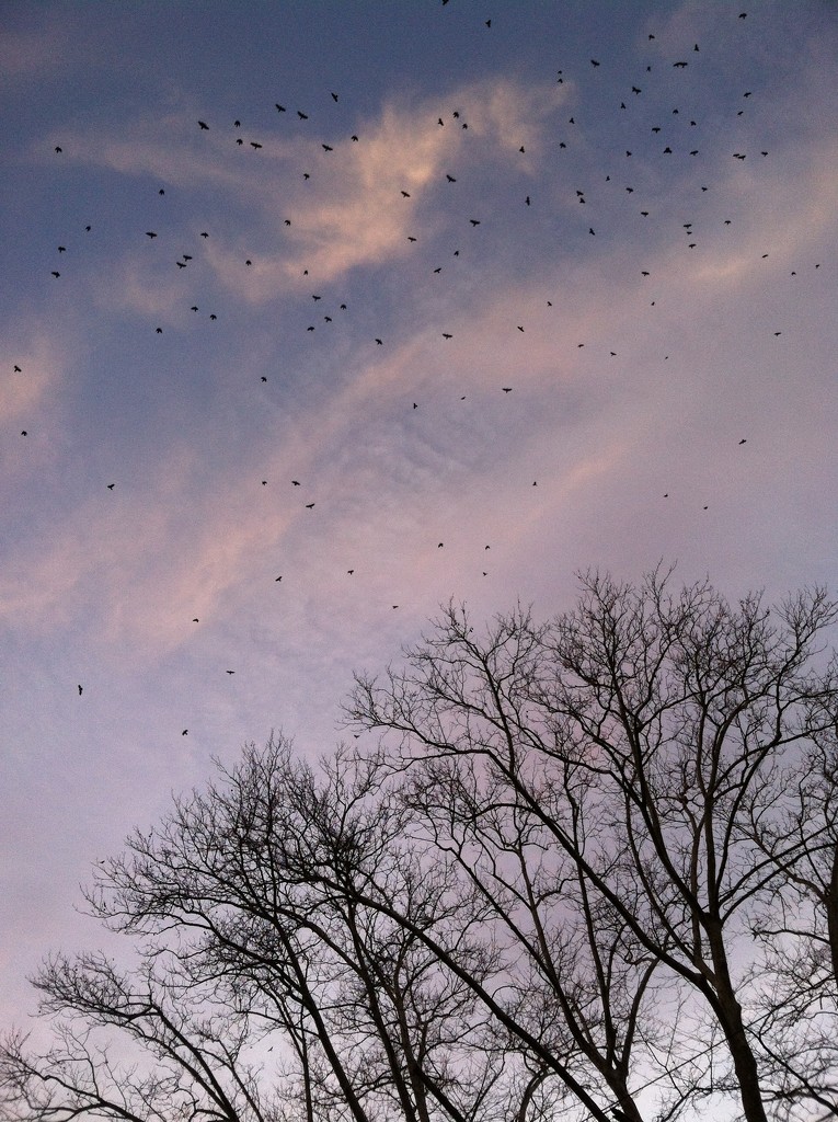 Crows by tatra