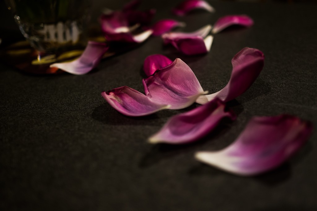 Fallen petals by cristinaledesma33