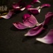 Fallen petals by cristinaledesma33