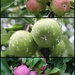 The apples are happy by gilbertwood
