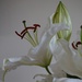 lilies  by quietpurplehaze