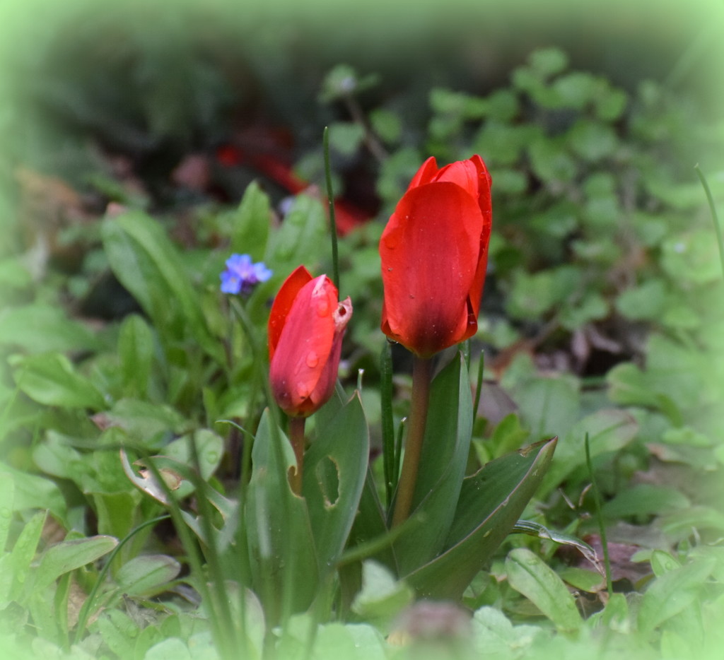 First tulips by rosiekind