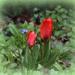 First tulips by rosiekind