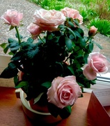 10th Mar 2016 - Mother's Day rose re potted