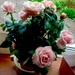 Mother's Day rose re potted by denidouble