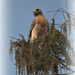 Red Shouldered Hawk by mjmaven