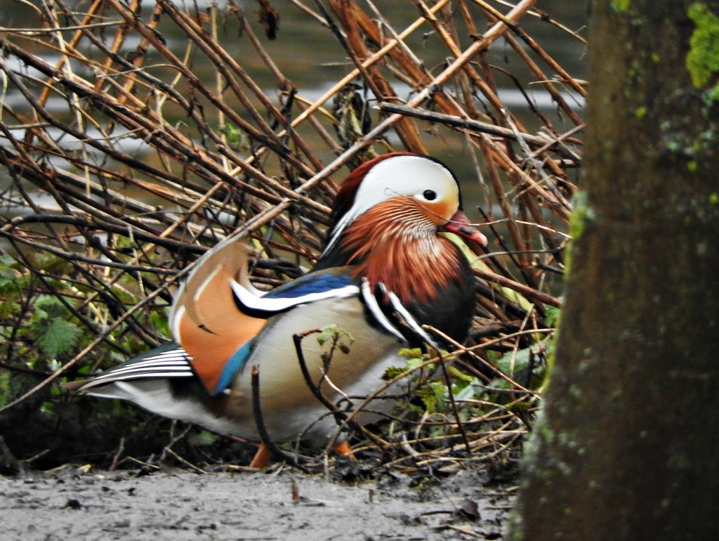 Mandarin Duck by oldjosh