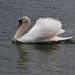 Swan by cherrymartina