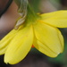 Daffodil Dance by genealogygenie