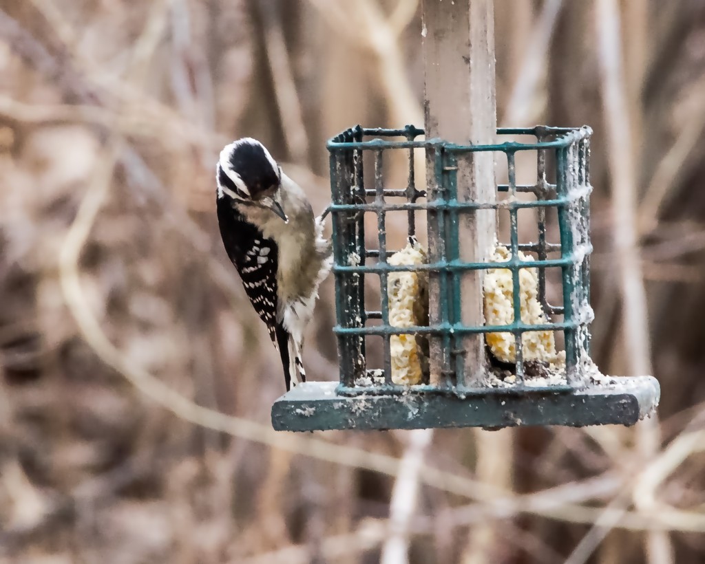 Downy Woodpecker by rminer