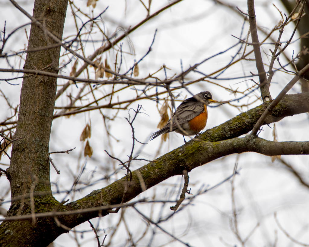 Robin out on a branch by rminer