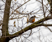 9th Mar 2016 - Robin out on a branch