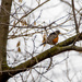 Robin out on a branch by rminer