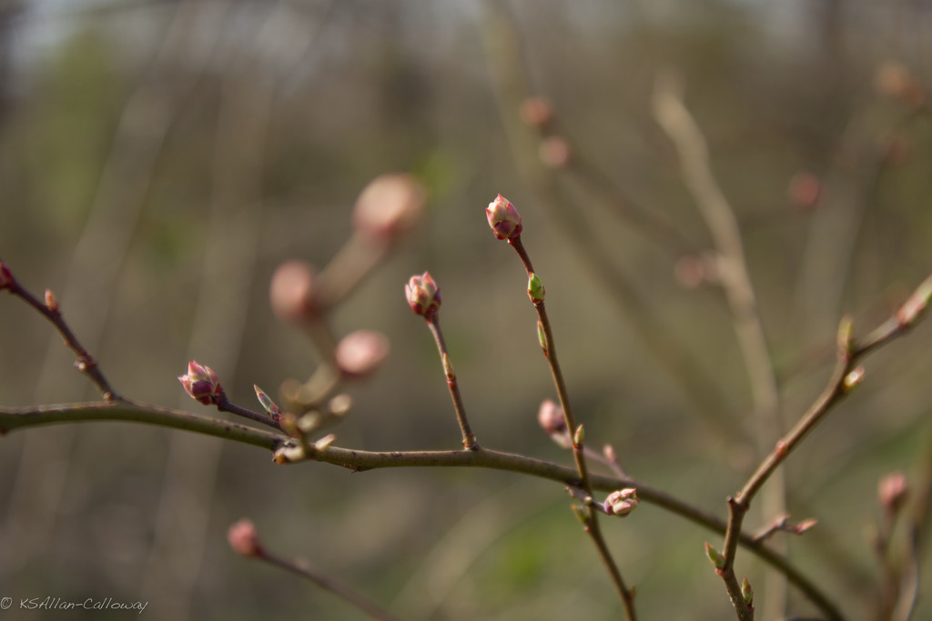 Budding blueberries by randystreat