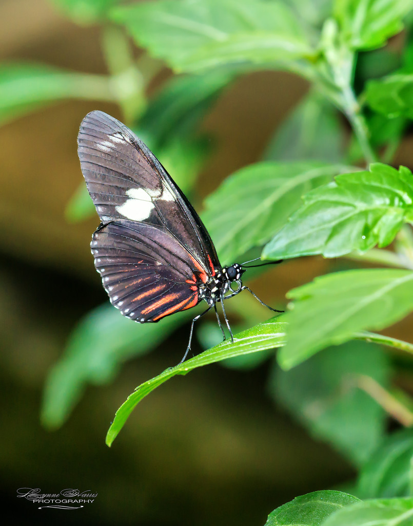 Butterfly in the Garden by lynne5477