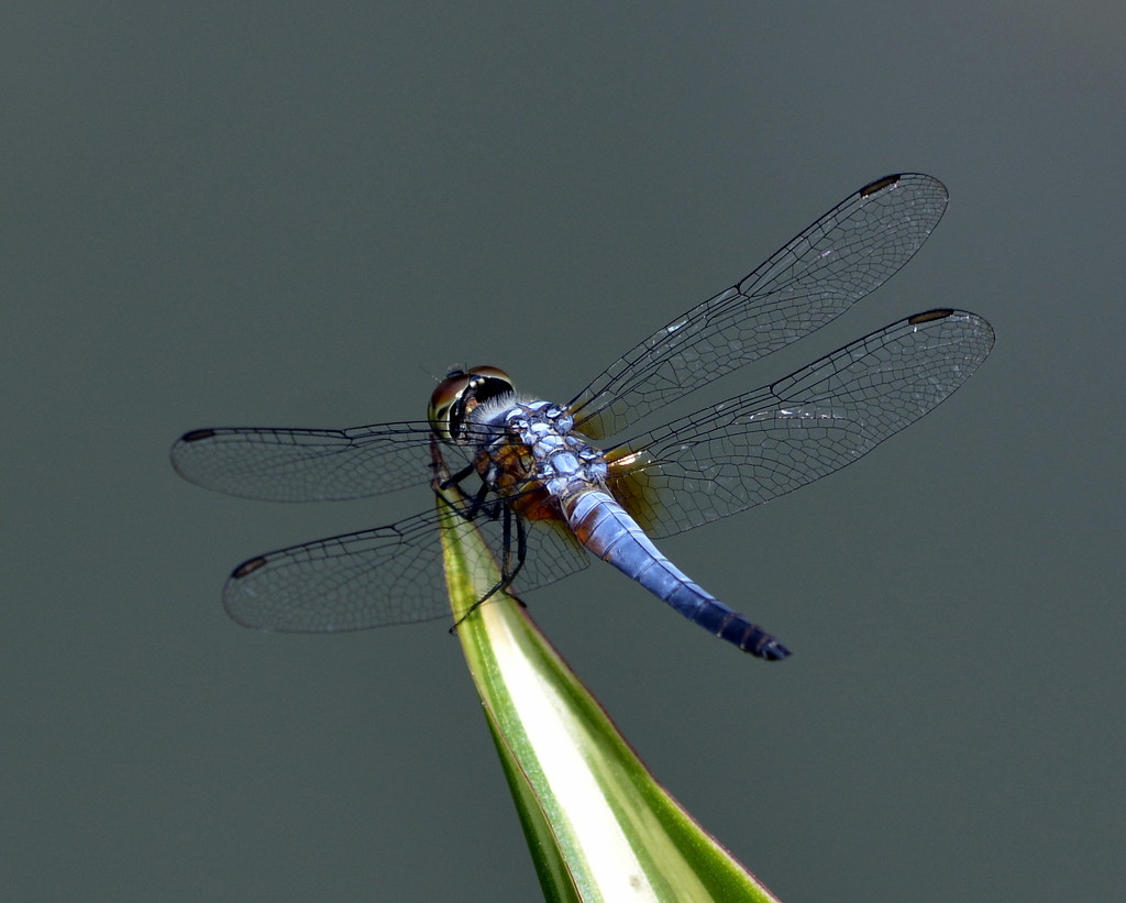 Dragonfly For Rainbow Blue_DSC6968 by merrelyn