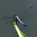 Dragonfly For Rainbow Blue_DSC6968 by merrelyn