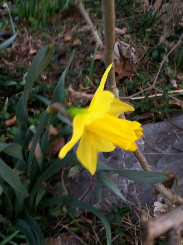 Daffodils! by tatra