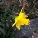 Daffodils! by tatra