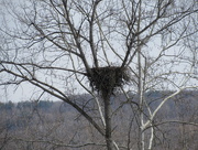5th Mar 2016 - An eagle nest