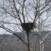 An eagle nest by mlwd