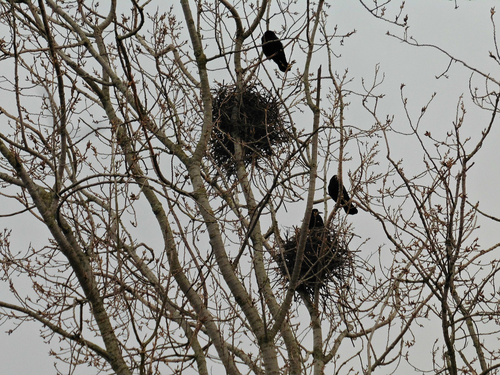 Crows Nests. by wendyfrost