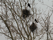 9th Mar 2016 - Crows Nests.