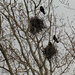 Crows Nests. by wendyfrost
