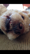 16th May 2015 - My Smiley Dog