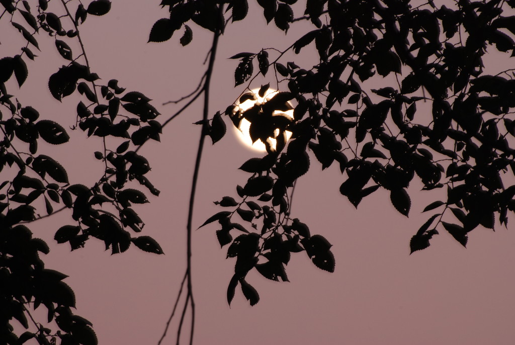 Super Moon Silhouette by farmreporter