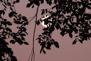 7th Sep 2014 - Super Moon Silhouette