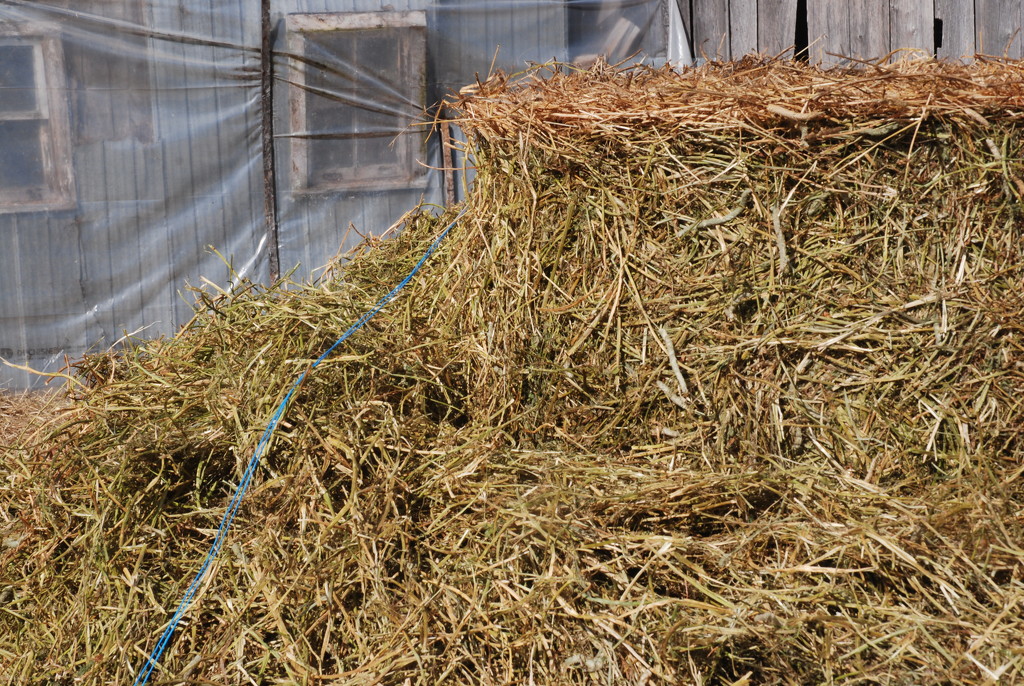Stupid hay by farmreporter