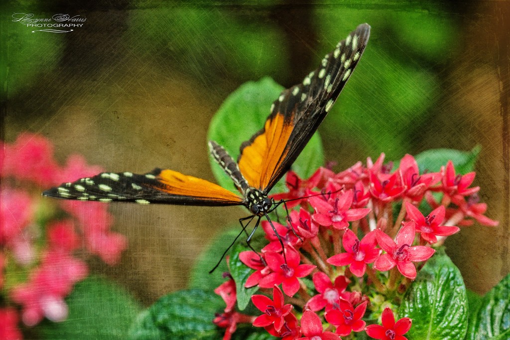 Butterfly in the Garden II by lynne5477