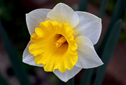 10th Mar 2016 - Bi-color Daffodil