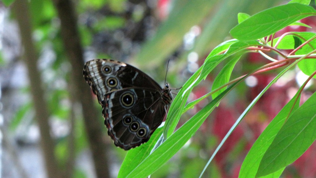 Blue morpho by 365projectorgkaty2