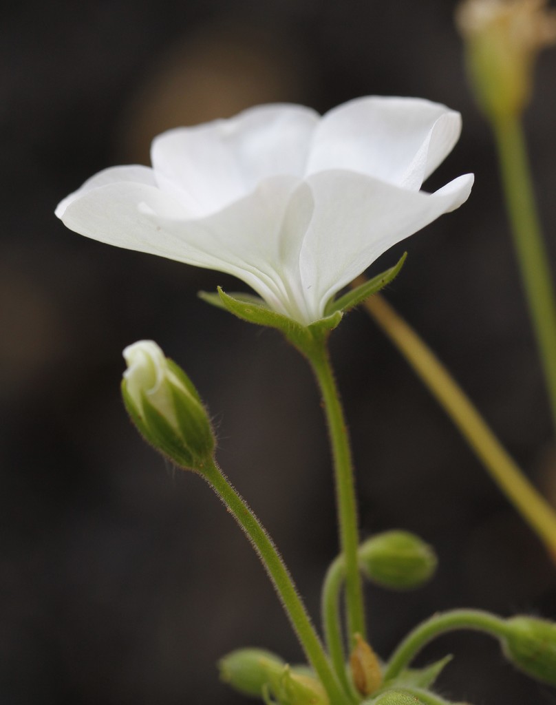 White geranium by jodies