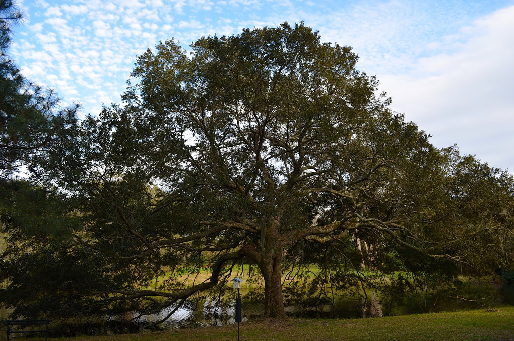 Oak tree by congaree