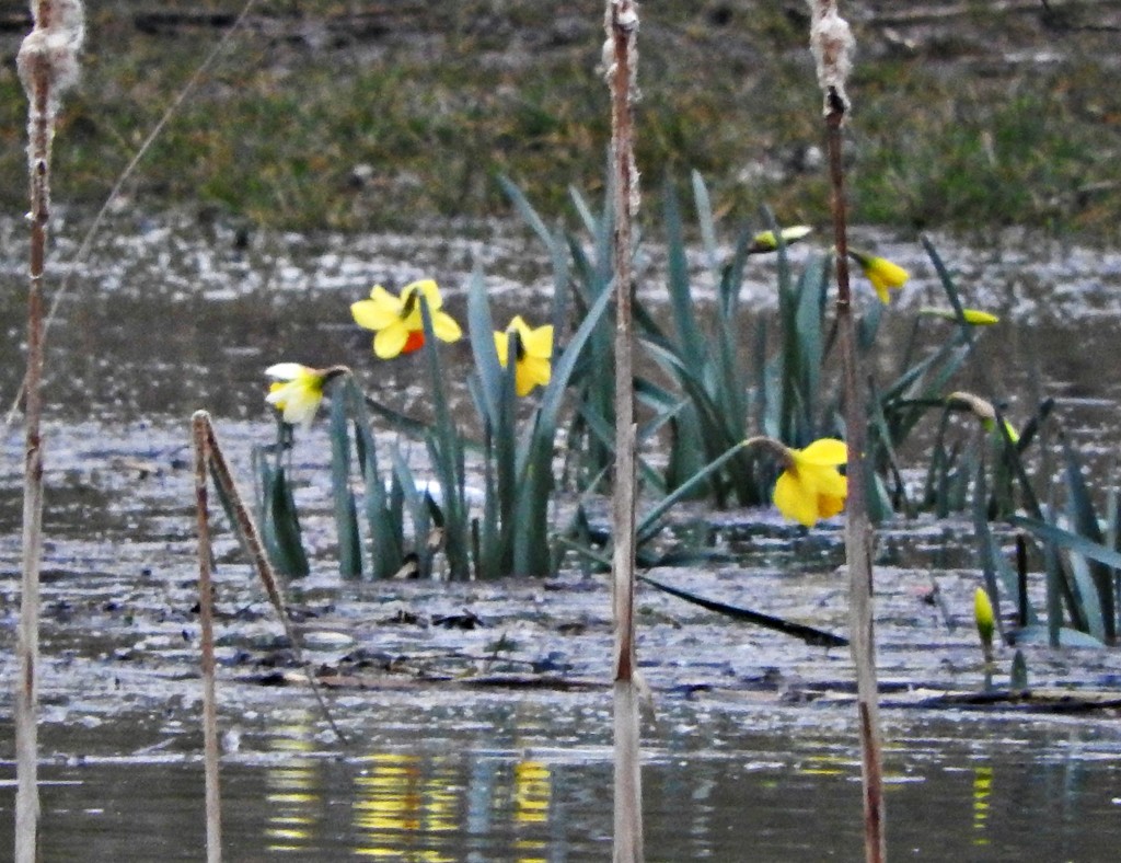 Aquatic Daffodils by oldjosh