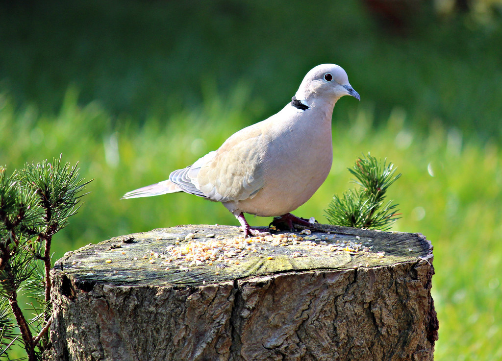 Collared Dove. by wendyfrost