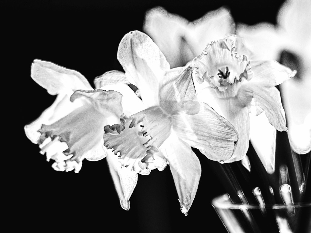 Daffodills in a Vase by tosee