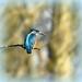 My gorgeous lovely kingfisher on 365 Project