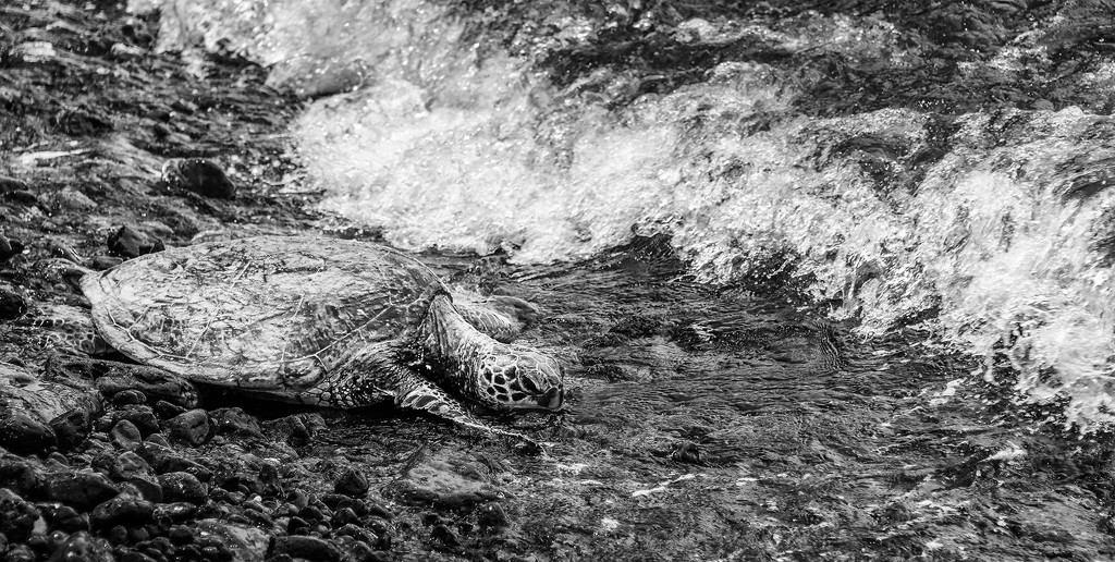 Sea Turtle Heading Back In Black and White by jgpittenger