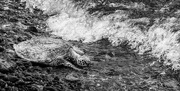 11th Mar 2016 - Sea Turtle Heading Back In Black and White